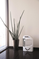 観葉植物の横